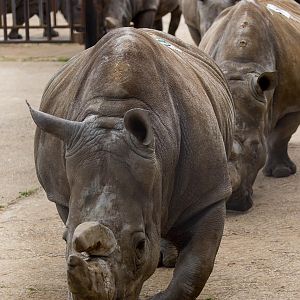 Southern white rhinoceros : Whipsnade : 17 May 2015