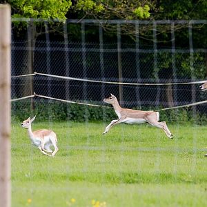 Blackbuck, nilgai : Whipsnade : 17 May 2015