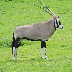 Gemsbok