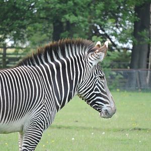 Grevy's Zebra