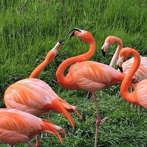 Flamingos