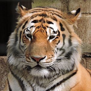 Amur Tiger