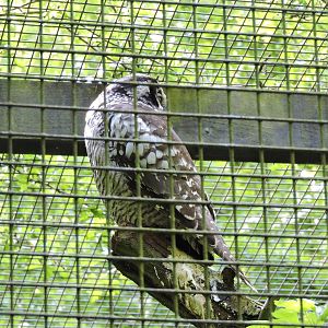 Hawk Owl