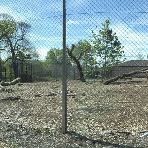 Extended Sand Enclosure for African Lions