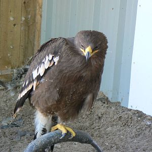 York Bird Of Prey Centre