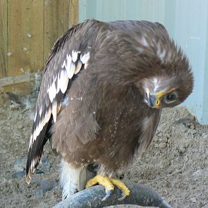 York Bird Of Prey Centre