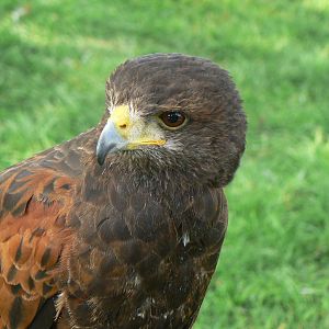 York Bird Of Prey Centre