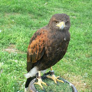 York Bird Of Prey Centre