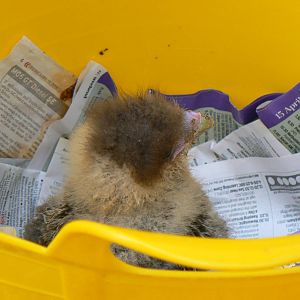 York Bird Of Prey Centre