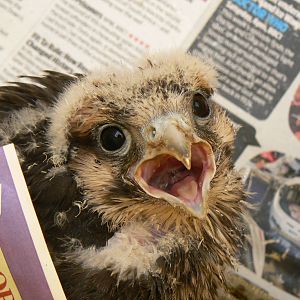 York Bird Of Prey Centre