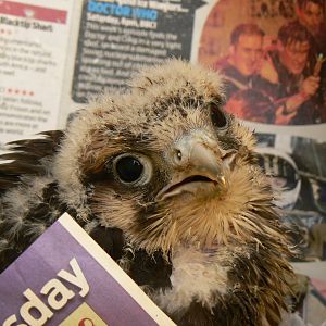 York Bird Of Prey Centre