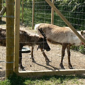 York Bird Of Prey Centre