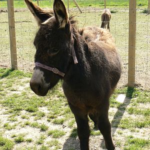York Bird Of Prey Centre