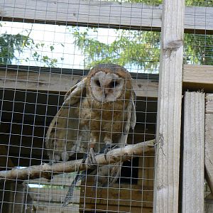 York Bird Of Prey Centre