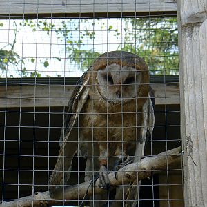York Bird Of Prey Centre