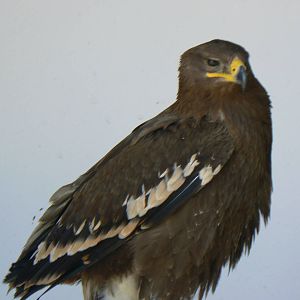 York Bird Of Prey Centre