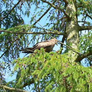 York Bird Of Prey Centre