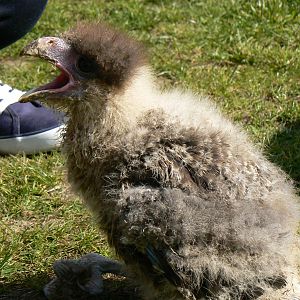 York Bird Of Prey Centre