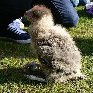 York Bird Of Prey Centre