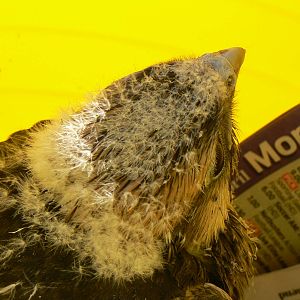 York Bird Of Prey Centre