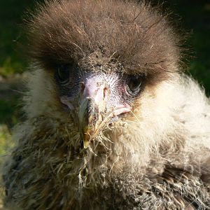 York Bird Of Prey Centre