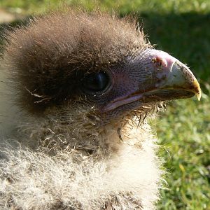 York Bird Of Prey Centre