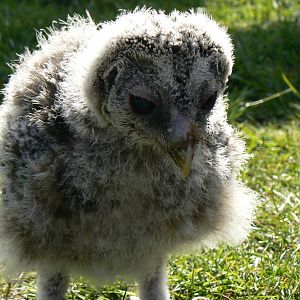 York Bird Of Prey Centre