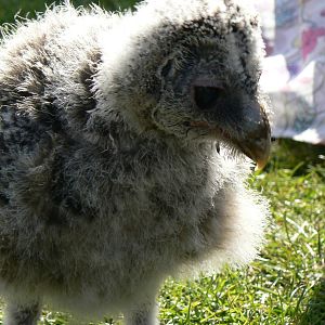 York Bird Of Prey Centre