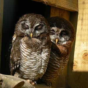 York Bird Of Prey Centre