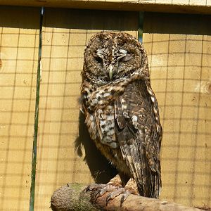 York Bird Of Prey Centre
