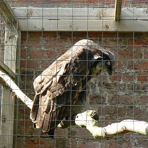 York Bird Of Prey Centre