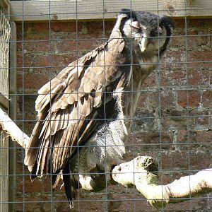 York Bird Of Prey Centre