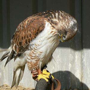 York Bird Of Prey Centre