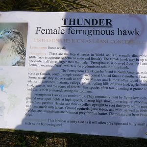 York Bird Of Prey Centre