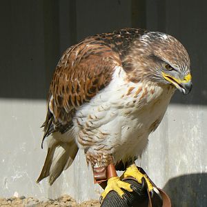 York Bird Of Prey Centre