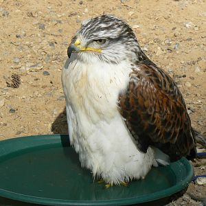 York Bird Of Prey Centre