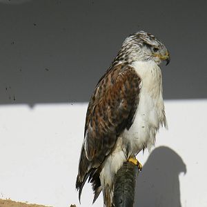 York Bird Of Prey Centre