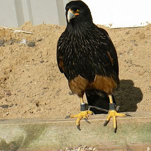 York Bird Of Prey Centre