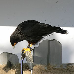 York Bird Of Prey Centre