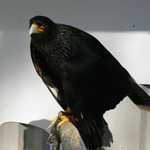 York Bird Of Prey Centre