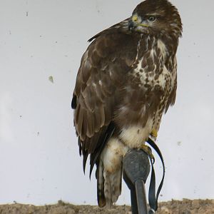 York Bird Of Prey Centre