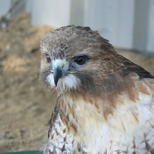 York Bird Of Prey Centre
