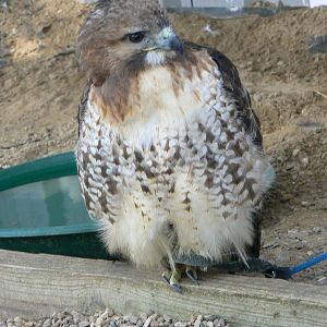 York Bird Of Prey Centre