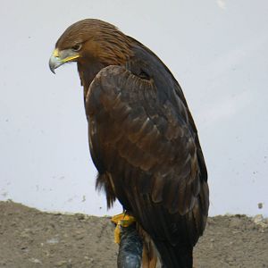 York Bird Of Prey Centre