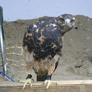 York Bird Of Prey Centre
