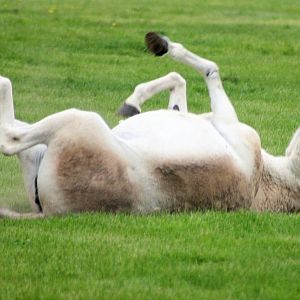 Onager rolling on its back; Whipsnade; 23rd May 2015