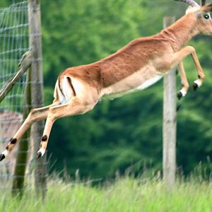Leaping impala; Whipsnade; 23rd May 2015