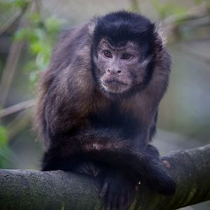 Black-capped capuchin : Port Lympne : 31 Mar 2015