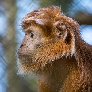Javan langur : Port Lympne : 31 Mar 2015