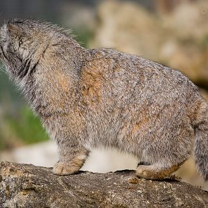 Pallas cat : Port Lympne : 30 Mar 2015